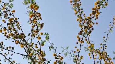 Vachellia nilotica çiçekleri. Diğer isimleri sakız Arap ağacı, babul, dikenli mimoza, Mısır akasyası ve dikenli akasya. Bu Fabaceae familyasından bir ağaç. Sarı Yaban Çiçeği. 