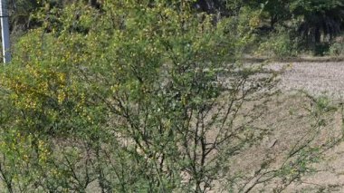 Vachellia nilotica çiçekleri. Diğer isimleri sakız Arap ağacı, babul, dikenli mimoza, Mısır akasyası ve dikenli akasya. Bu Fabaceae familyasından bir ağaç. Sarı Yaban Çiçeği. 