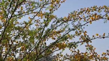 Vachellia nilotica çiçekleri. Diğer isimleri sakız Arap ağacı, babul, dikenli mimoza, Mısır akasyası ve dikenli akasya. Bu Fabaceae familyasından bir ağaç. Sarı Yaban Çiçeği. 