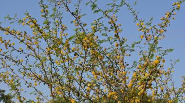 Vachellia nilotica çiçekleri. Diğer isimleri sakız Arap ağacı, babul, dikenli mimoza, Mısır akasyası ve dikenli akasya. Bu Fabaceae familyasından bir ağaç. Sarı Yaban Çiçeği. 
