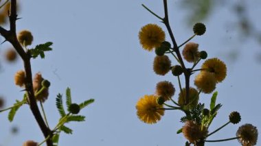 Vachellia nilotica çiçekleri. Diğer isimleri sakız Arap ağacı, babul, dikenli mimoza, Mısır akasyası ve dikenli akasya. Bu Fabaceae familyasından bir ağaç. Sarı Yaban Çiçeği. 