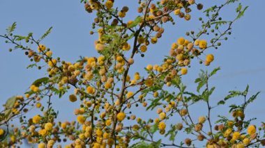 Vachellia nilotica çiçekleri. Diğer isimleri sakız Arap ağacı, babul, dikenli mimoza, Mısır akasyası ve dikenli akasya. Bu Fabaceae familyasından bir ağaç. Sarı Yaban Çiçeği. 