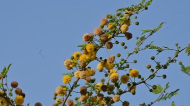 Vachellia nilotica çiçekleri. Diğer isimleri sakız Arap ağacı, babul, dikenli mimoza, Mısır akasyası ve dikenli akasya. Bu Fabaceae familyasından bir ağaç. Sarı Yaban Çiçeği. 