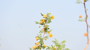 Vachellia nilotica çiçekleri. Diğer isimleri sakız Arap ağacı, babul, dikenli mimoza, Mısır akasyası ve dikenli akasya. Bu Fabaceae familyasından bir ağaç. Sarı Yaban Çiçeği. 