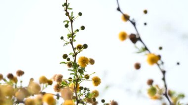 Vachellia nilotica çiçekleri. Diğer isimleri sakız Arap ağacı, babul, dikenli mimoza, Mısır akasyası ve dikenli akasya. Bu Fabaceae familyasından bir ağaç. Sarı Yaban Çiçeği. 