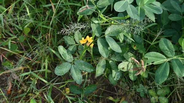 Tarlada yer fıstığı çiçeği. Diğer adı Arachis hipogaea, yer fıstığı, yer fıstığı, yer fıstığı, bezelye ve maymun fındığı. Bu, yenebilir tohumları için yetiştirilen alegumecrop..