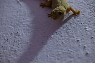 Geceleri duvarda pasifik evi kertenkelesi. Diğer isimleri ise Asyalı kertenkele, duvar kertenkelesi, kertenkele, tiktiki, chipkali, ay kertenkelesi ve kertenkele..