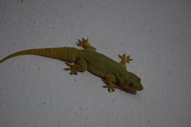 Geceleri duvarda pasifik evi kertenkelesi. Diğer isimleri ise Asyalı kertenkele, duvar kertenkelesi, kertenkele, tiktiki, chipkali, ay kertenkelesi ve kertenkele..