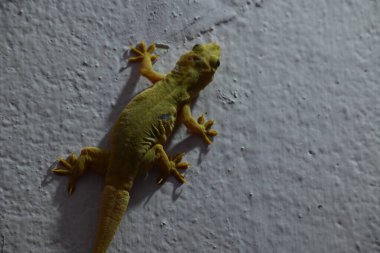 Geceleri duvarda pasifik evi kertenkelesi. Diğer isimleri ise Asyalı kertenkele, duvar kertenkelesi, kertenkele, tiktiki, chipkali, ay kertenkelesi ve kertenkele..