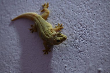 Geceleri duvarda pasifik evi kertenkelesi. Diğer isimleri ise Asyalı kertenkele, duvar kertenkelesi, kertenkele, tiktiki, chipkali, ay kertenkelesi ve kertenkele..