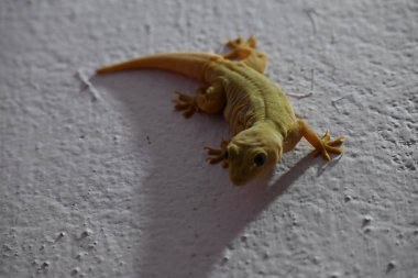 Geceleri duvarda pasifik evi kertenkelesi. Diğer isimleri ise Asyalı kertenkele, duvar kertenkelesi, kertenkele, tiktiki, chipkali, ay kertenkelesi ve kertenkele..