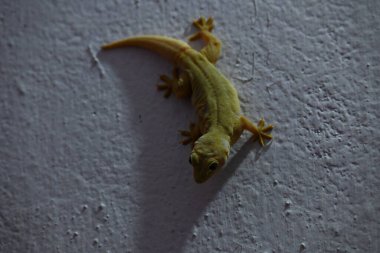 Geceleri duvarda pasifik evi kertenkelesi. Diğer isimleri ise Asyalı kertenkele, duvar kertenkelesi, kertenkele, tiktiki, chipkali, ay kertenkelesi ve kertenkele..