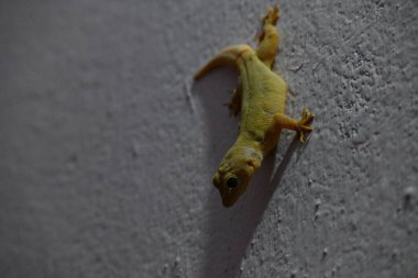 Geceleri duvarda pasifik evi kertenkelesi. Diğer isimleri ise Asyalı kertenkele, duvar kertenkelesi, kertenkele, tiktiki, chipkali, ay kertenkelesi ve kertenkele..