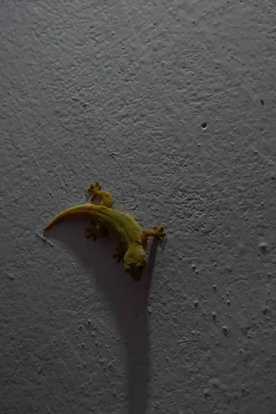 Geceleri duvarda pasifik evi kertenkelesi. Diğer isimleri ise Asyalı kertenkele, duvar kertenkelesi, kertenkele, tiktiki, chipkali, ay kertenkelesi ve kertenkele..