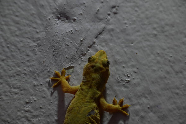 Pacific house gecko on the wall in night. Its other names Asian house gecko,wall gecko,house lizard,tiktiki,chipkali,moon lizard and common house gecko.