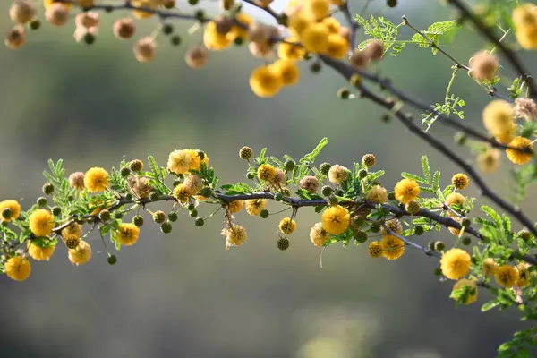 Vachellia nilotica çiçekleri. Diğer isimleri sakız Arap ağacı, babul, dikenli mimoza, Mısır akasyası ve dikenli akasya. Bu Fabaceae familyasından bir ağaç. Sarı Yaban Çiçeği. 