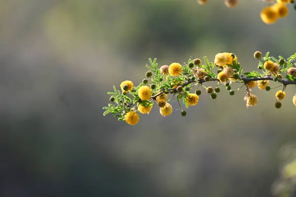 Vachellia nilotica çiçekleri. Diğer isimleri sakız Arap ağacı, babul, dikenli mimoza, Mısır akasyası ve dikenli akasya. Bu Fabaceae familyasından bir ağaç. Sarı Yaban Çiçeği. 