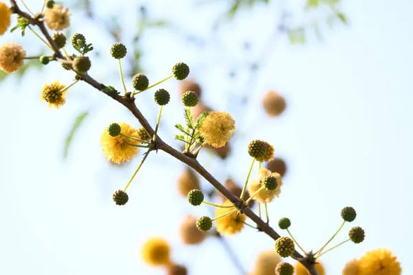 Vachellia nilotica çiçekleri. Diğer isimleri sakız Arap ağacı, babul, dikenli mimoza, Mısır akasyası ve dikenli akasya. Bu Fabaceae familyasından bir ağaç. Sarı Yaban Çiçeği. 
