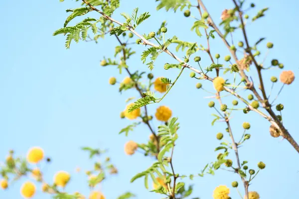 Vachellia nilotica çiçekleri. Diğer isimleri sakız Arap ağacı, babul, dikenli mimoza, Mısır akasyası ve dikenli akasya. Bu Fabaceae familyasından bir ağaç. Sarı Yaban Çiçeği. 