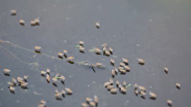 Ephydridae veya sahil sinekleri. Bu, Diptera tarikatından bir böcek ailesi. Deniz kıyıları yakınında ya da göletler gibi daha küçük iç sularda bulunan küçük sineklerdir. Tuzlu su..