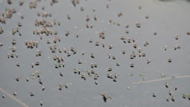 Ephydridae veya sahil sinekleri. Bu, Diptera tarikatından bir böcek ailesi. Deniz kıyıları yakınında ya da göletler gibi daha küçük iç sularda bulunan küçük sineklerdir. Tuzlu su..