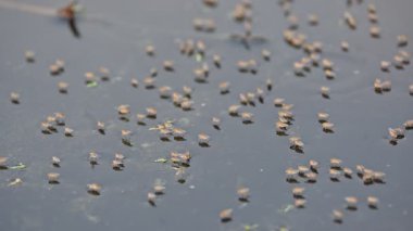 Ephydridae veya sahil sinekleri. Bu, Diptera tarikatından bir böcek ailesi. Deniz kıyıları yakınında ya da göletler gibi daha küçük iç sularda bulunan küçük sineklerdir. Tuzlu su..