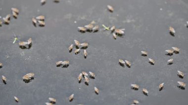 Ephydridae veya sahil sinekleri. Bu, Diptera tarikatından bir böcek ailesi. Deniz kıyıları yakınında ya da göletler gibi daha küçük iç sularda bulunan küçük sineklerdir. Tuzlu su sineği. Yavaş çekim videosu. 