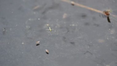 Ephydridae veya sahil sinekleri. Bu, Diptera tarikatından bir böcek ailesi. Deniz kıyıları yakınında ya da göletler gibi daha küçük iç sularda bulunan küçük sineklerdir. Tuzlu su sineği. Yavaş çekim videosu. 