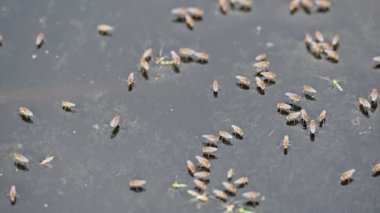 Ephydridae veya sahil sinekleri. Bu, Diptera tarikatından bir böcek ailesi. Deniz kıyıları yakınında ya da göletler gibi daha küçük iç sularda bulunan küçük sineklerdir. Tuzlu su sineği. Yavaş çekim videosu. 
