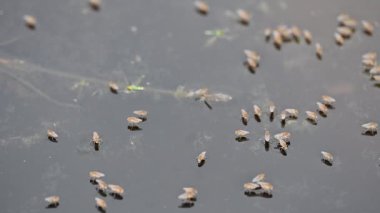 Ephydridae veya sahil sinekleri. Bu, Diptera tarikatından bir böcek ailesi. Deniz kıyıları yakınında ya da göletler gibi daha küçük iç sularda bulunan küçük sineklerdir. Tuzlu su sineği. Yavaş çekim videosu. 