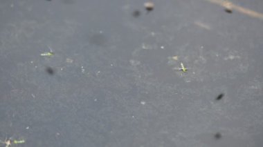 Ephydridae veya sahil sinekleri. Bu, Diptera tarikatından bir böcek ailesi. Deniz kıyıları yakınında ya da göletler gibi daha küçük iç sularda bulunan küçük sineklerdir. Tuzlu su sineği. Yavaş çekim videosu. 