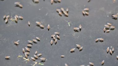 Ephydridae veya sahil sinekleri. Bu, Diptera tarikatından bir böcek ailesi. Deniz kıyıları yakınında ya da göletler gibi daha küçük iç sularda bulunan küçük sineklerdir. Tuzlu su sineği. Yavaş çekim videosu. 