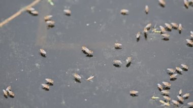 Ephydridae veya sahil sinekleri. Bu, Diptera tarikatından bir böcek ailesi. Deniz kıyıları yakınında ya da göletler gibi daha küçük iç sularda bulunan küçük sineklerdir. Tuzlu su sineği. Yavaş çekim videosu. 