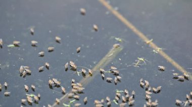 Ephydridae veya sahil sinekleri. Bu, Diptera tarikatından bir böcek ailesi. Deniz kıyıları yakınında ya da göletler gibi daha küçük iç sularda bulunan küçük sineklerdir. Tuzlu su sineği. Yavaş çekim videosu. 