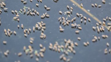 Ephydridae veya sahil sinekleri. Bu, Diptera tarikatından bir böcek ailesi. Deniz kıyıları yakınında ya da göletler gibi daha küçük iç sularda bulunan küçük sineklerdir. Tuzlu su sineği. Yavaş çekim videosu. 