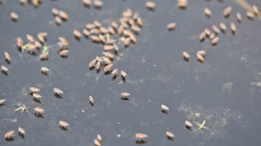 Ephydridae veya sahil sinekleri. Bu, Diptera tarikatından bir böcek ailesi. Deniz kıyıları yakınında ya da göletler gibi daha küçük iç sularda bulunan küçük sineklerdir. Tuzlu su sineği. Yavaş çekim videosu. 