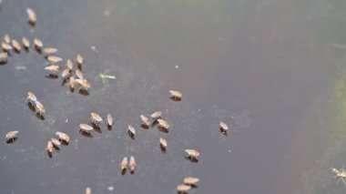 Ephydridae veya sahil sinekleri. Bu, Diptera tarikatından bir böcek ailesi. Deniz kıyıları yakınında ya da göletler gibi daha küçük iç sularda bulunan küçük sineklerdir. Tuzlu su sineği. Yavaş çekim videosu. 