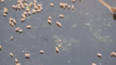 Ephydridae veya sahil sinekleri. Bu, Diptera tarikatından bir böcek ailesi. Deniz kıyıları yakınında ya da göletler gibi daha küçük iç sularda bulunan küçük sineklerdir. Tuzlu su sineği. Yavaş çekim videosu. 