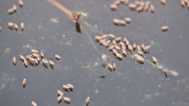 Ephydridae veya sahil sinekleri. Bu, Diptera tarikatından bir böcek ailesi. Deniz kıyıları yakınında ya da göletler gibi daha küçük iç sularda bulunan küçük sineklerdir. Tuzlu su sineği. Yavaş çekim videosu. 