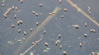 Ephydridae veya sahil sinekleri. Bu, Diptera tarikatından bir böcek ailesi. Deniz kıyıları yakınında ya da göletler gibi daha küçük iç sularda bulunan küçük sineklerdir. Tuzlu su sineği. Yavaş çekim videosu. 