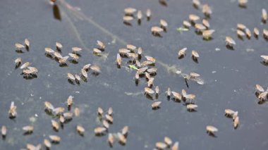 Ephydridae veya sahil sinekleri. Bu, Diptera tarikatından bir böcek ailesi. Deniz kıyıları yakınında ya da göletler gibi daha küçük iç sularda bulunan küçük sineklerdir. Tuzlu su sineği. Yavaş çekim videosu. 