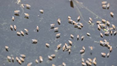 Ephydridae veya sahil sinekleri. Bu, Diptera tarikatından bir böcek ailesi. Deniz kıyıları yakınında ya da göletler gibi daha küçük iç sularda bulunan küçük sineklerdir. Tuzlu su sineği. Yavaş çekim videosu. 