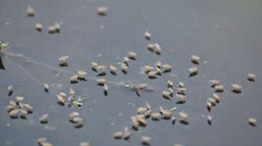 Ephydridae veya sahil sinekleri. Bu, Diptera tarikatından bir böcek ailesi. Deniz kıyıları yakınında ya da göletler gibi daha küçük iç sularda bulunan küçük sineklerdir. Tuzlu su sineği. Yavaş çekim videosu. 