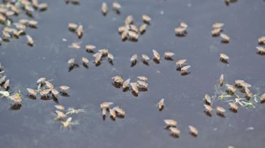 Ephydridae veya sahil sinekleri. Bu, Diptera tarikatından bir böcek ailesi. Deniz kıyıları yakınında ya da göletler gibi daha küçük iç sularda bulunan küçük sineklerdir. Tuzlu su sineği. Yavaş çekim videosu. 