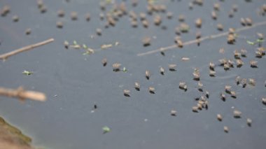 Ephydridae veya sahil sinekleri. Bu, Diptera tarikatından bir böcek ailesi. Deniz kıyıları yakınında ya da göletler gibi daha küçük iç sularda bulunan küçük sineklerdir. Tuzlu su sineği. Yavaş çekim videosu. 