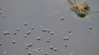 Ephydridae veya sahil sinekleri. Bu, Diptera tarikatından bir böcek ailesi. Deniz kıyıları yakınında ya da göletler gibi daha küçük iç sularda bulunan küçük sineklerdir. Tuzlu su sineği. Yavaş çekim videosu. 