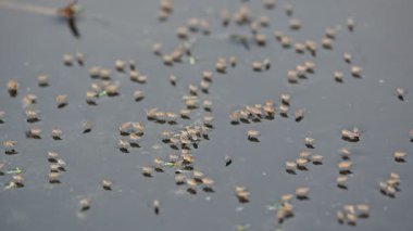 Ephydridae veya sahil sinekleri. Bu, Diptera tarikatından bir böcek ailesi. Deniz kıyıları yakınında ya da göletler gibi daha küçük iç sularda bulunan küçük sineklerdir. Tuzlu su sineği. Yavaş çekim videosu. 