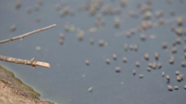 Ephydridae veya sahil sinekleri. Bu, Diptera tarikatından bir böcek ailesi. Deniz kıyıları yakınında ya da göletler gibi daha küçük iç sularda bulunan küçük sineklerdir. Tuzlu su sineği. Yavaş çekim videosu. 