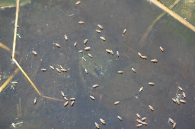 Ephydridae veya sahil sinekleri. Bu, Diptera tarikatından bir böcek ailesi. Deniz kıyıları yakınında ya da göletler gibi daha küçük iç sularda bulunan küçük sineklerdir. Tuzlu su..