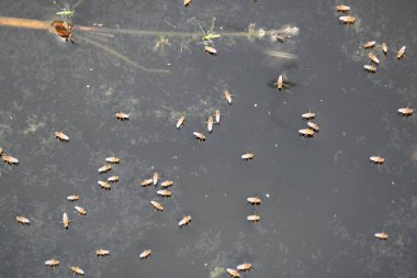 Ephydridae veya sahil sinekleri. Bu, Diptera tarikatından bir böcek ailesi. Deniz kıyıları yakınında ya da göletler gibi daha küçük iç sularda bulunan küçük sineklerdir. Tuzlu su..